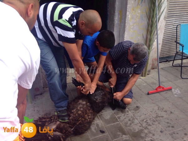 kharouof dabe7 (10).JPG